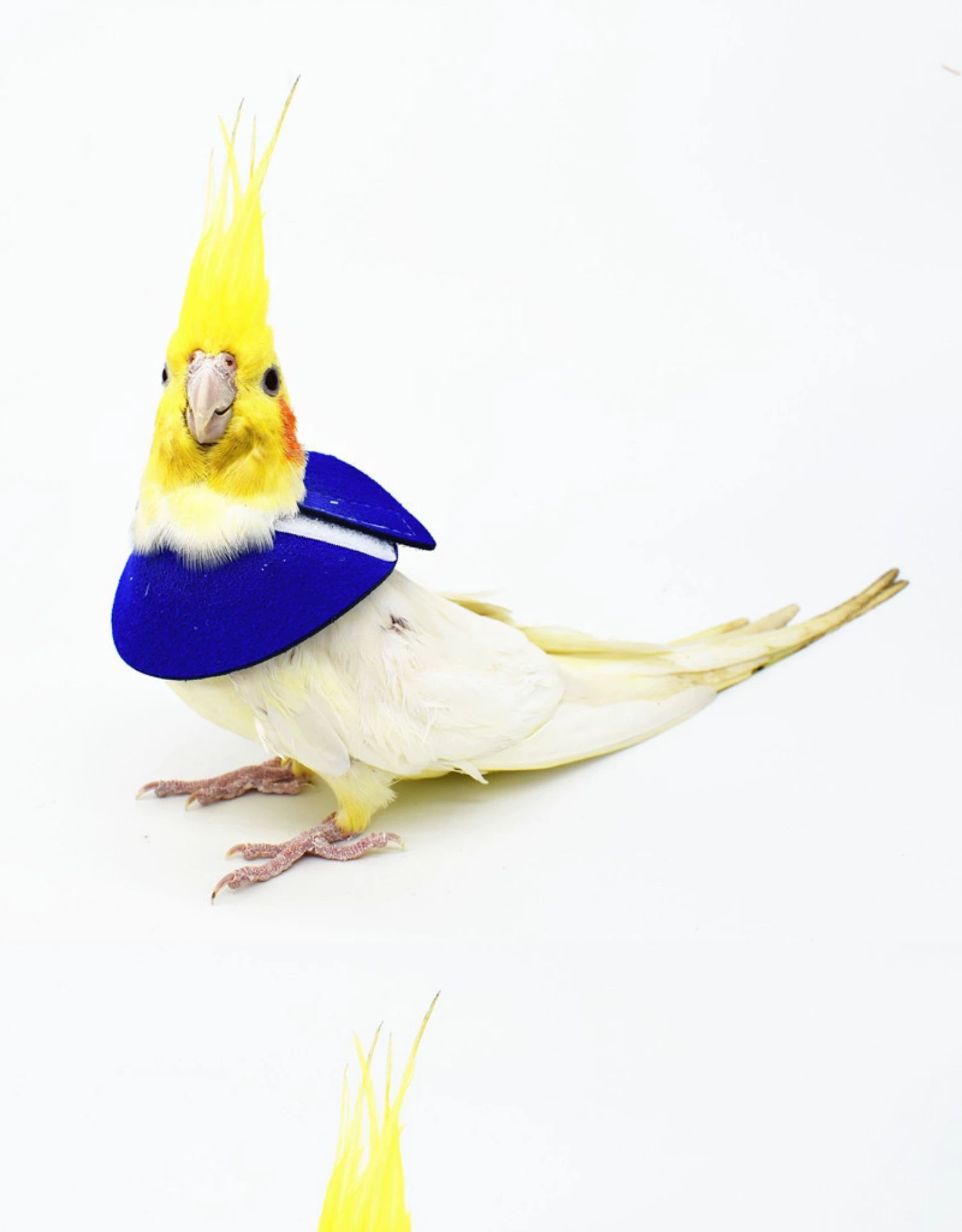 Попугай Птица Элизабет кольцо против укуса волос клюет волосы травмы защита воротник Тигровая кожа шарф Xuanfeng плащ