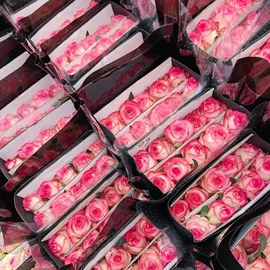 花盆容器;狗狗窝/笼/垫;猫猫窝/笼/垫