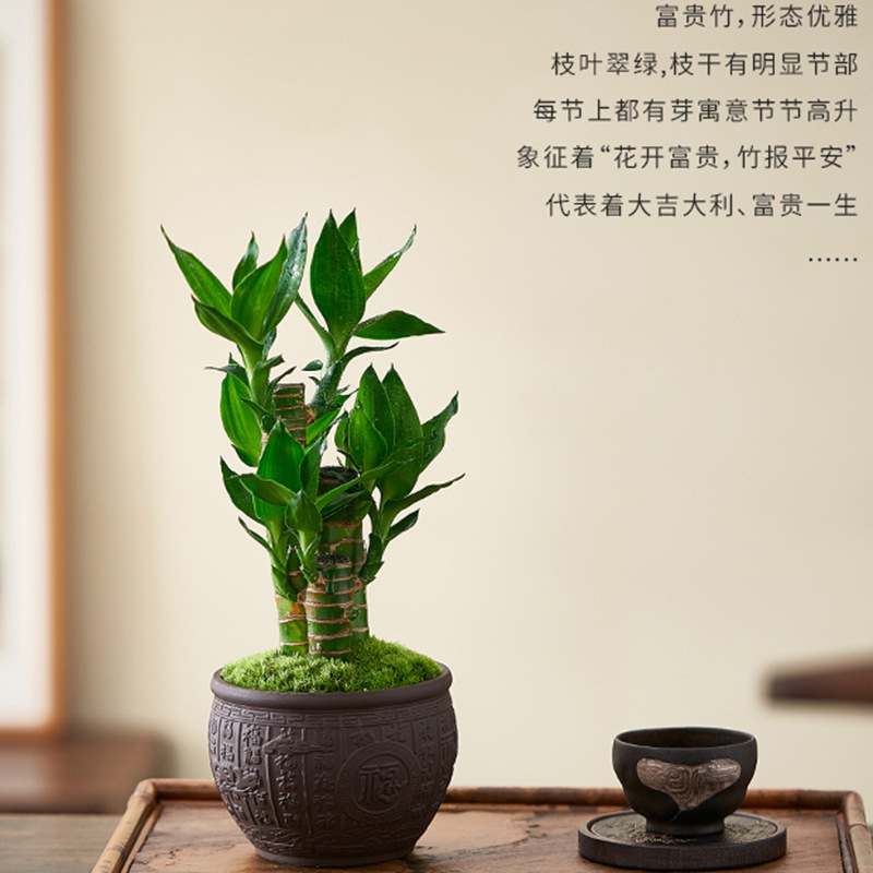 Fugu bamboo chamber plants