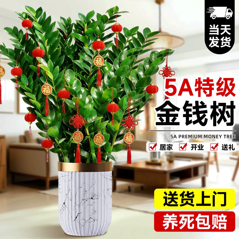 Money Tree Potted Plant for Living Room, Large Indoor Green Plant, Easy-To-Care-For Plant for Office, Money Tree for Business Opening Gifts