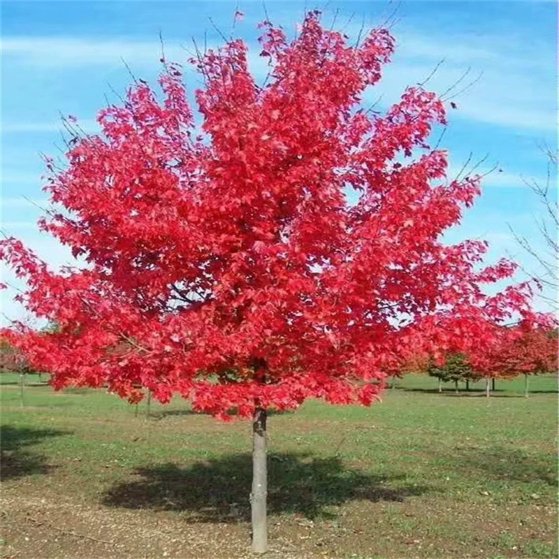 Японский красный клен Рассада Four Seasons Red Dancer Открытый морозостойкий кленовый лист бонсай двор озеленение ландшафтных деревьев Зеленая посадка