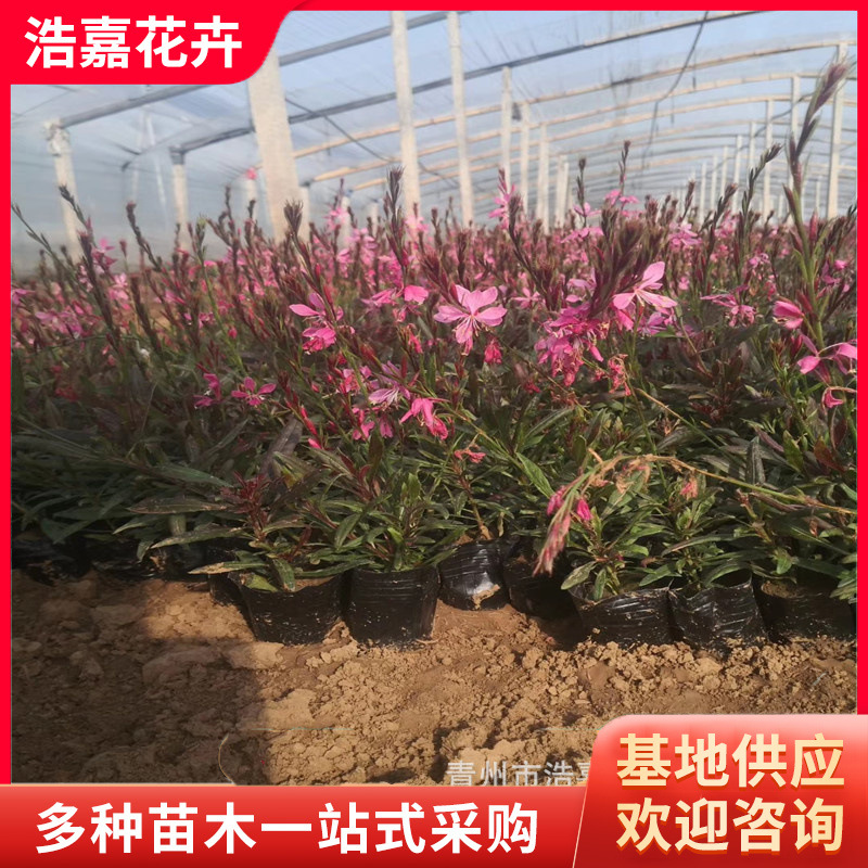 山桃草 千鸟花红花 粉花山桃草小苗盆栽 花卉宿根耐寒植物 山桃草