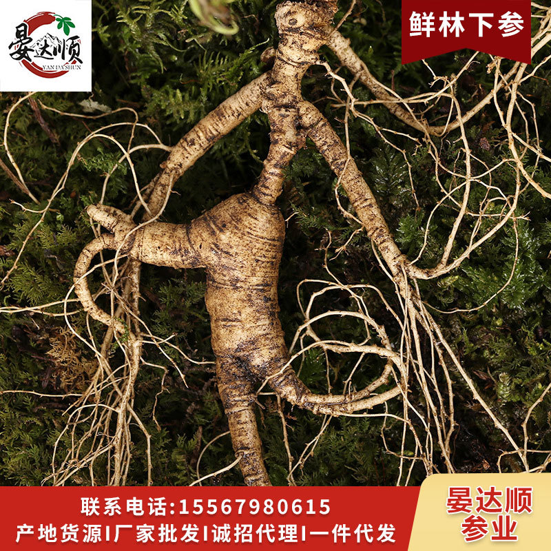 長白山人參野山參新鮮人參 移山參林下參殘支泡酒煲湯鮮人參批發