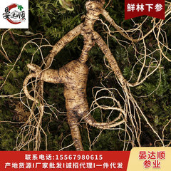 長白山人參野山參新鮮人參 移山參林下參殘支泡酒煲湯鮮人參批發