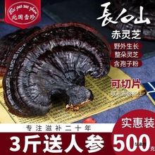 ѩ Ұ`֥l`֥Ƭ֥ҰLɽƬݾʳș