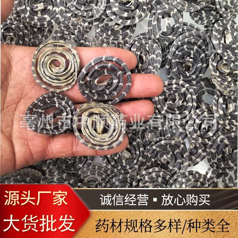 批發金錢白花蛇小白花蛇白花蛇金錢蛇各種蛇類昆蟲類齊全量大價優