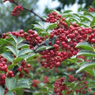 �����N�� ɽ���t���齷 ��t�ۻ����N�Ӵ������� �̻h�� �N��