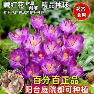 ؼtNNӑֲ̨҃ﶬtNͺ