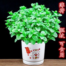 �������Կ�ʳ�ñ����~�҃���ú��B���ֲ������՚⻨���̨�Gֲ