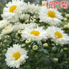 ʳ�þջ��N�ӿ��ݲ��z�ʾ��Sɽؕ�պ��׾����ļ��_�� ֲ��N��