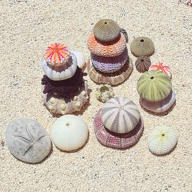 Sea urchin shell specimens