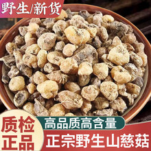 Ұɽɽ�ȹ�500gë�ȹ�ɽ�Ĺ���؛������ɽ�Ĺ����^�߷���؛��