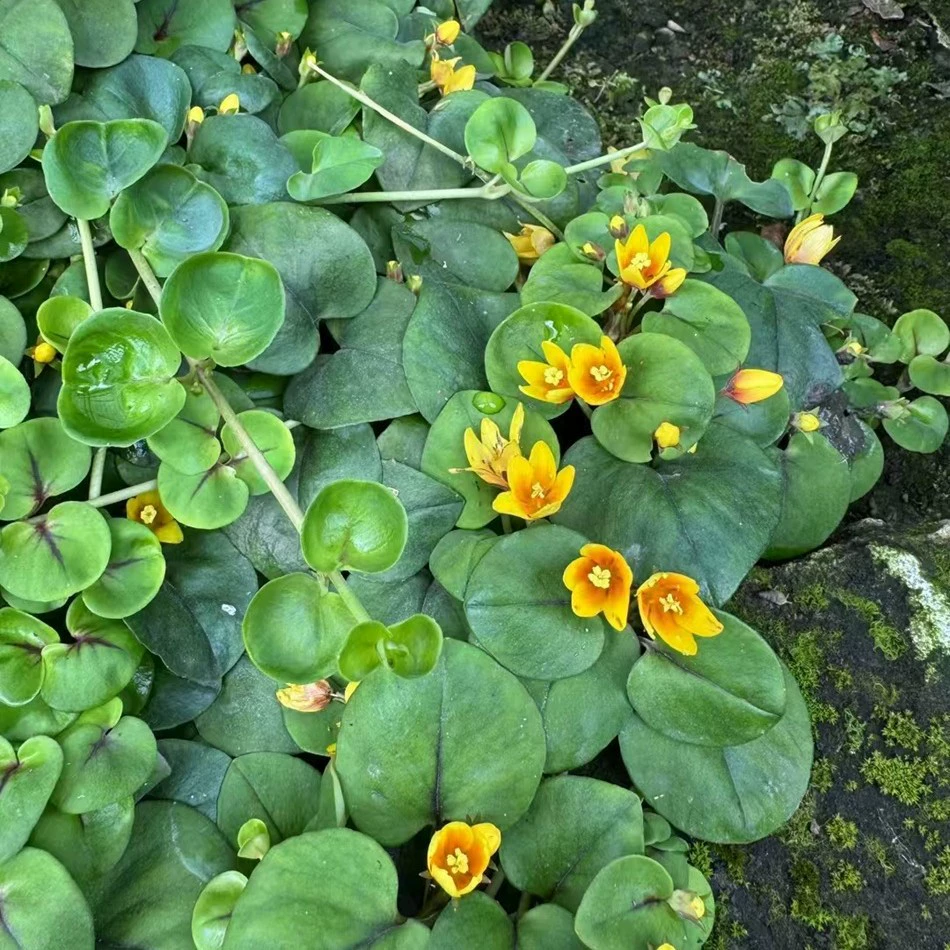 Пропуск желтой квадратной тарелки, денежной травы, настоящей золотой травы, ходячей травы, земного лотоса, сицзянских цветочных краевых растений, проекта зеленения.