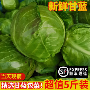 ���r����5��Fժ�F�l���Ĳ� ���{ ���� �r���ԷN������ײ�