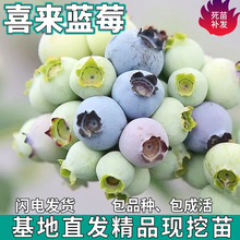 һlϲ{ݮͥԺ̨ϱNֲ玧