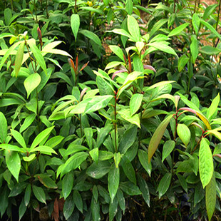 �@�־G��������ľ �������l��z�ľ�� �Ϸ�ľ�Ę�NС�~�E�ľ��