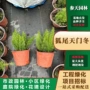 四川贵州狐尾天门冬