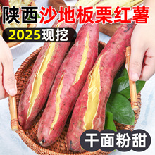 现挖陕西临潼板栗红薯蜜薯沙地新鲜番薯农家自种小香薯甜山芋地瓜