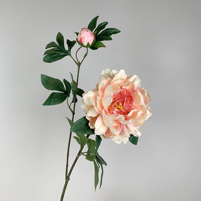 Peonía de hibisco champán