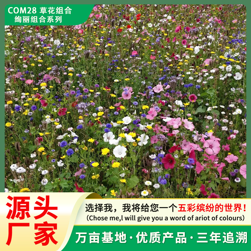 绚丽组合花卉种子耐寒耐旱色彩艳丽热销爆款混批花卉种子量大价优