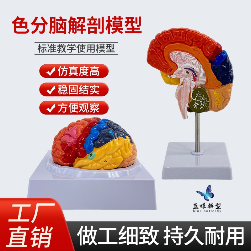 Modelo de simulación del cuerpo humano 1:1, modelo de zona funcional cerebral con codificación por colores, modelo de cerebro, modelo de zona cortical