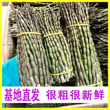 新鲜石斛胶质好石斛鲜条铁皮石斛鲜条基地现摘石斛条批发粗石斛好