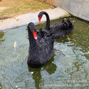 ʲô�ط����u�����Z���w�� �^�p��������Z �����Z����һֻ�����X