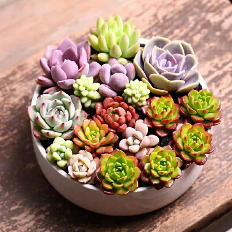 Succulent plants Potted plant wholesale Green plant flowers and plants Novice luxury Package Flower pot combination One piece On behalf of