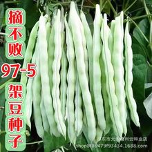ժƷ97-5ܶNӸ߮aļǷNӴﲥ߲˷N
