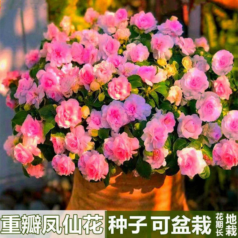Double-Flowered Impatiens Seeds Nail Flower Impatiens Camellia Easy-To-Grow All-Season Garden Balcony Potted Flower Seeds