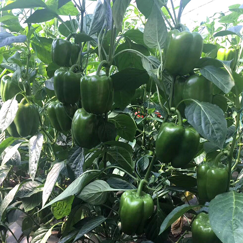 良达卓越菜椒种子 大果灯笼椒柿子椒大方辣椒种子 菜园农家蔬菜