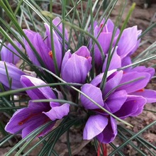 藏红花种球西红花药用番红花种球可泡茶观赏番红花种子球根耐寒