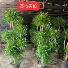 ��Ѫ��͏d�Gֲ�҃ȴ��Ͷ��^��횘����F��͏d�Gֲ��Ѫ��ֲ������