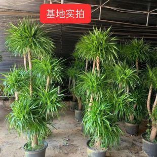 ��Ѫ��͏d�Gֲ�҃ȴ��Ͷ��^��횘����F��͏d�Gֲ��Ѫ��ֲ������