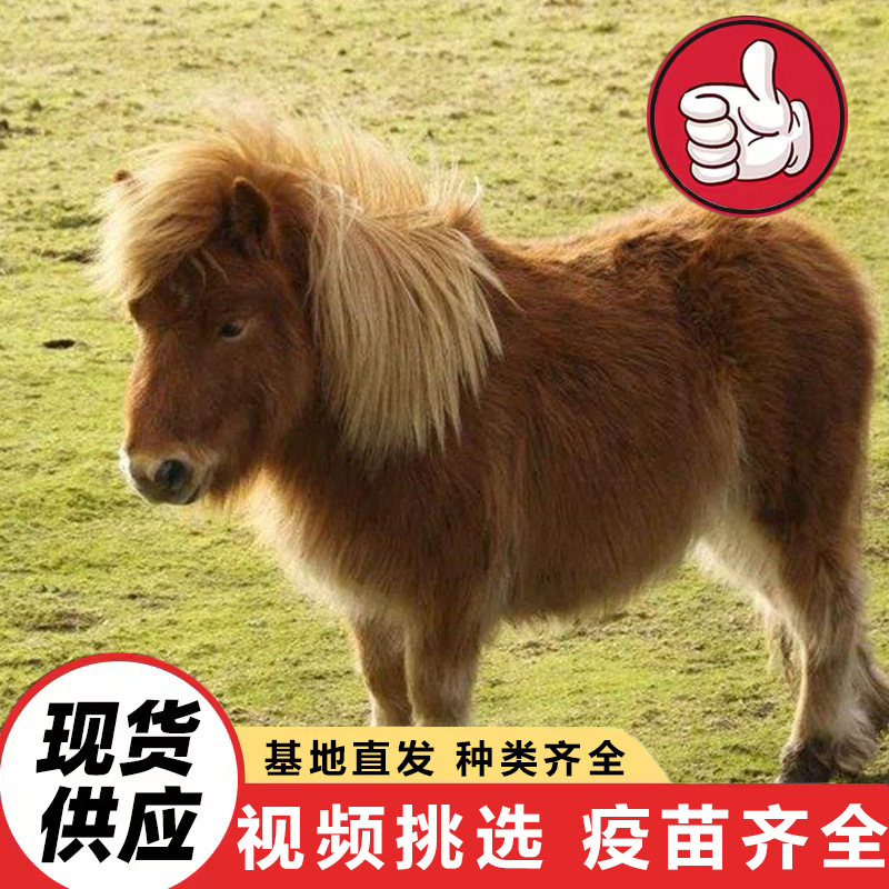 景区园林观赏矮脚马活体 出售儿童宠物马迷你马 国产骑乘矮马价格