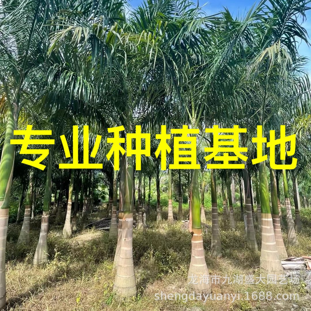 浙江大王椰子报价 江西大王椰子价格 大王棕批发 福建大王椰基地