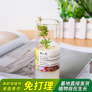Ruby Potted Succulent Plant Combination for Indoor Use, Easy to Care For, Suitable for Office Desks, Maintenance-Free