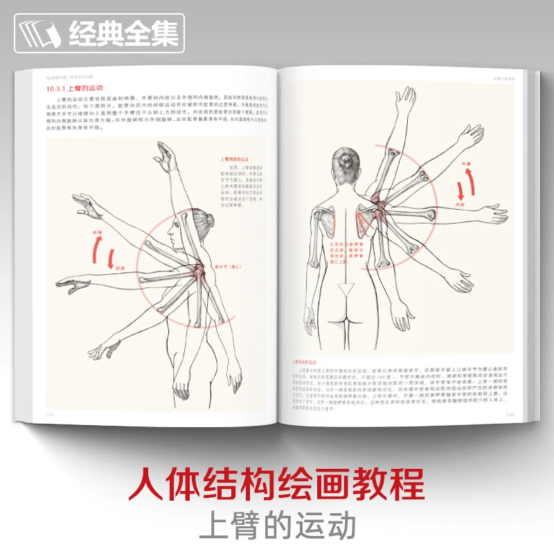 Classic physiological art teaching aids, human body structure, anatomy