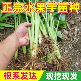 广西水果芋苗根系发达现挖现发芋头芋苗种苗芋苗酸专吃芋苗梗腌制
