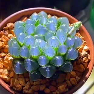 ¶ˮ{Rֲʮى۽MbܾGֲԏSֱN