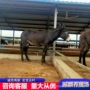 养殖改良肉驴驴苗肉驴
