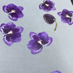 �m����ϼ����Ѻ���ɻ�diyֲ��˱������滨ֲ��̌W���z���ϰ�