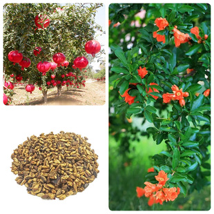 ʯ��N�� ��ʯ��N�����Թ���N�ӼtƤ����ܛ��ʯ��N��īʯ����