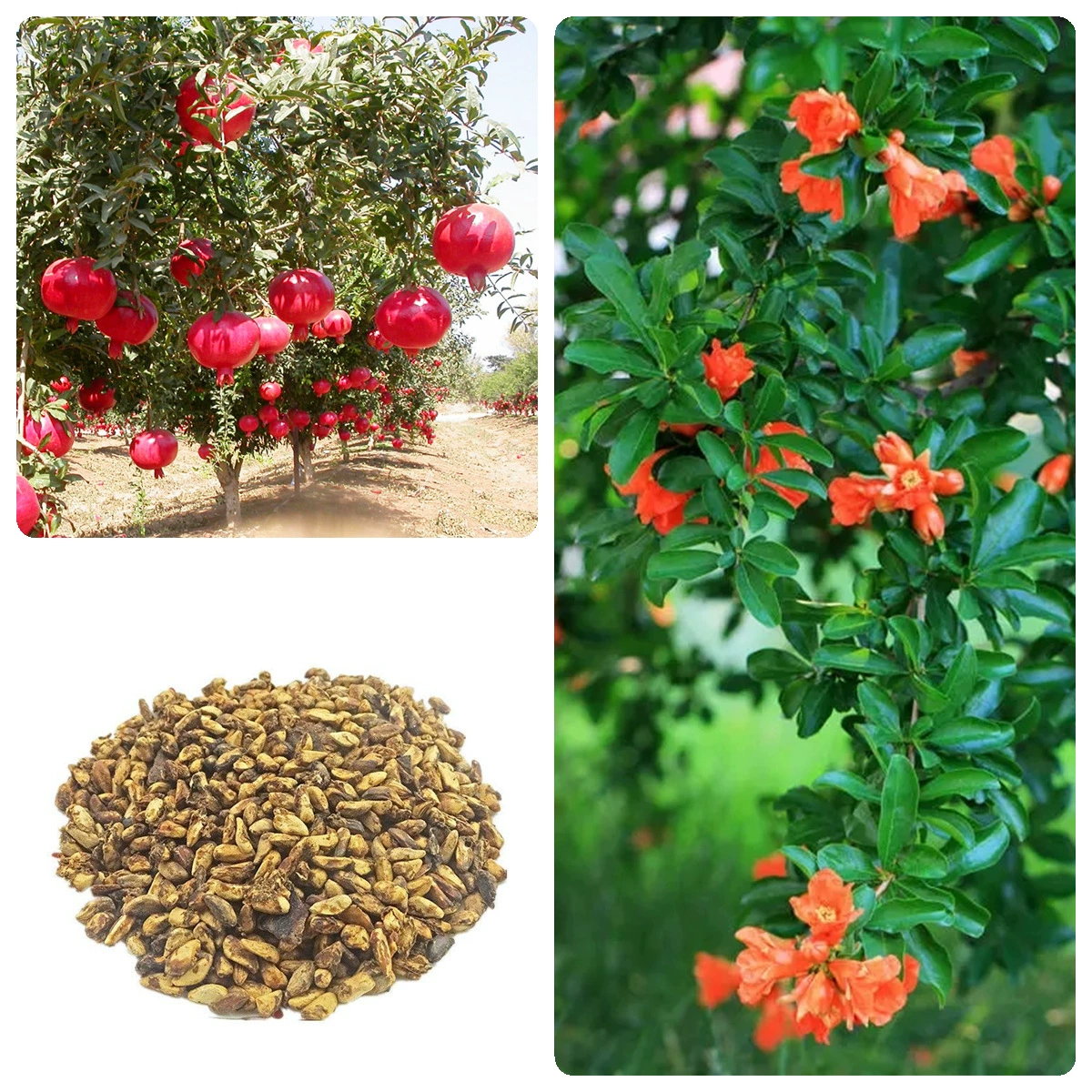 Семена граната Фрукты Семена граната Горшечные семена фруктового дерева Красная кожа Черные семена Мягкие семена Чернила для семян граната Семена граната