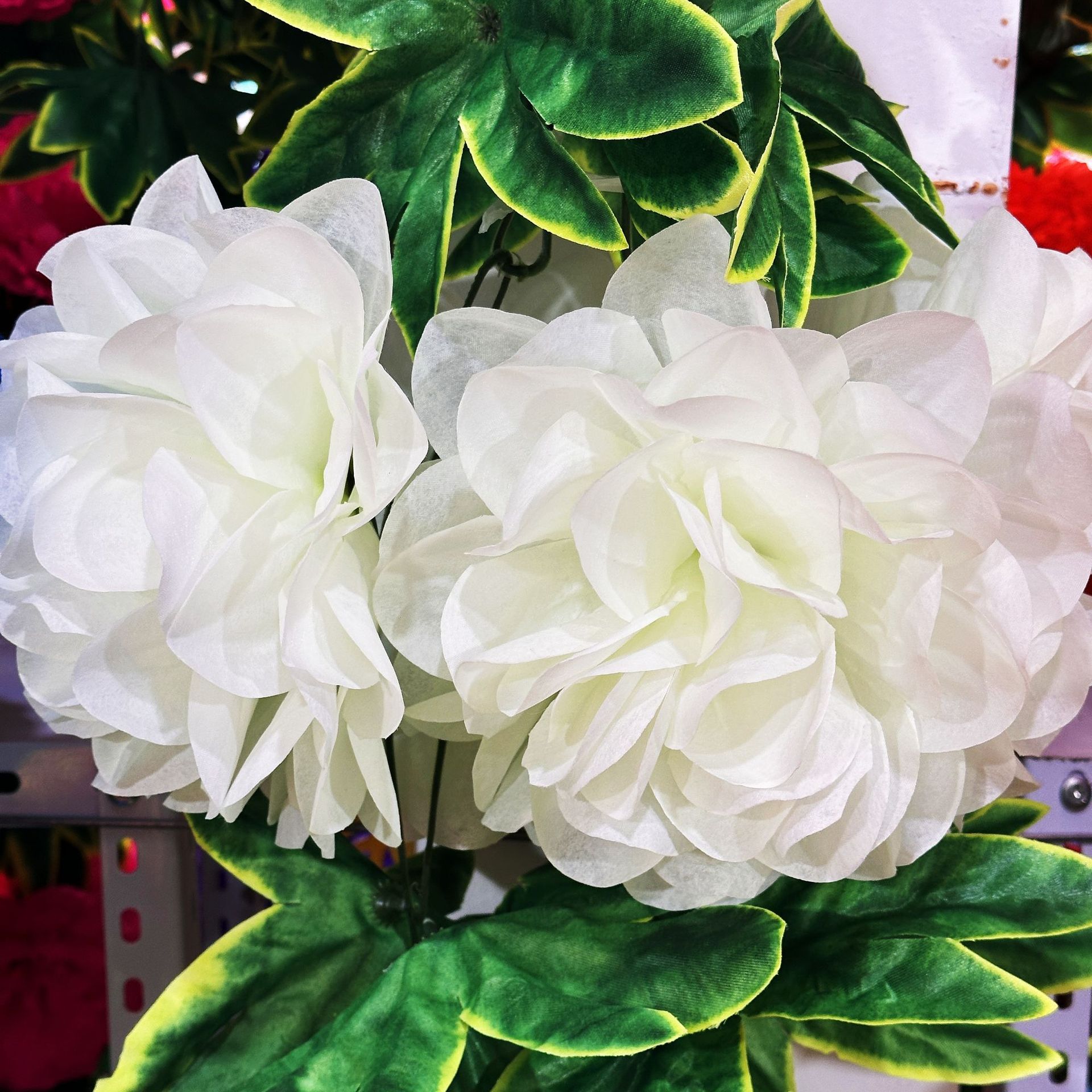 White, 2.5meter
