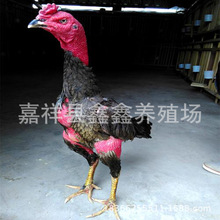 ���ڶ��u���w �N���ܾ��N���r�� ɽ�|ʡ���u�r�ζ��u�� ���]