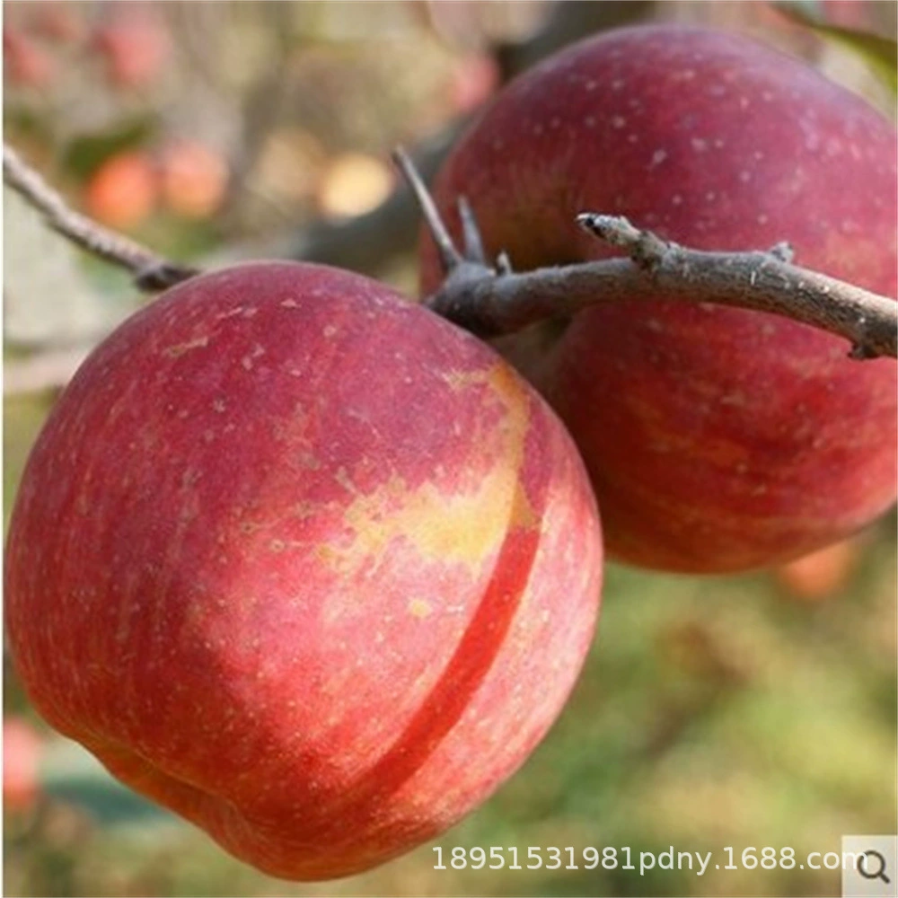 Вкусные саженцы яблони прививки средне-Спелые красные саженцы яблони Фуджи горшечная посадка на севере и юге посадка итоги года