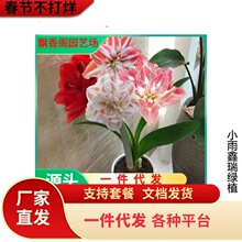 ���m�M����피t�N���ذ�����҃��̨���������ļ��_��ͥԺֲ��