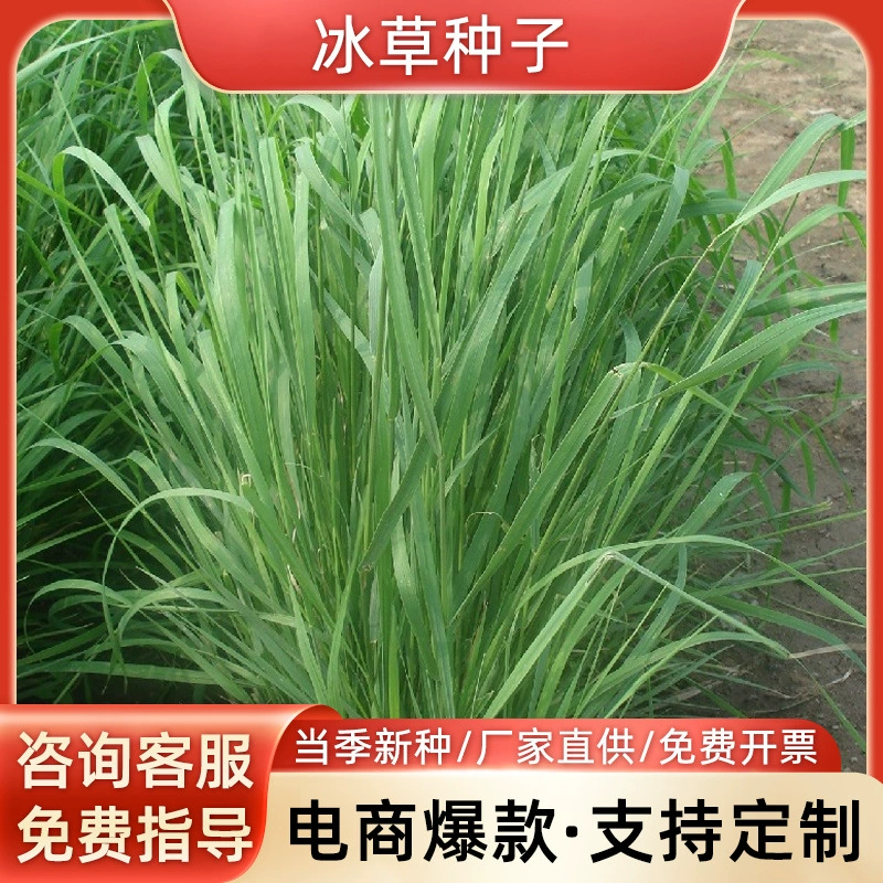 Семена горных трав, семена трав для защиты склонов, семена трав для ландшафтного дизайна, семена травы-корма с высокой степенью прорастания, высокая степень прорастания, скидки на большие объемы.