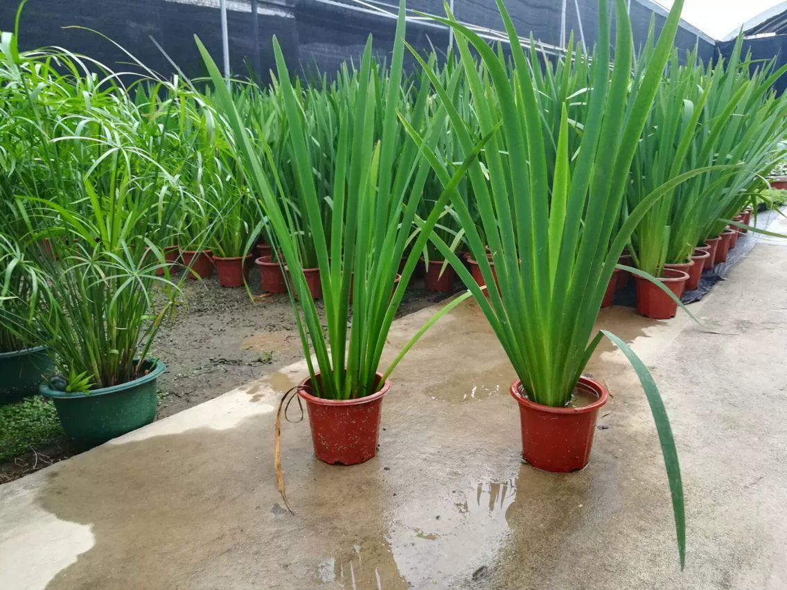 Ирис Зеленые растения Гидропонные растения Водная почвенная культура Ирис Вечнозеленый водный цветок в горшке Высота рассады 60 см